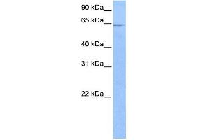 FAM71A antibody used at 0. (FAM71A Antikörper  (C-Term))
