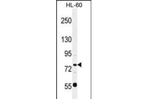 POU2F1 Antibody (Center) (ABIN655648 and ABIN2845123) western blot analysis in HL-60 cell line lysates (35 μg/lane). (POU2F1 Antikörper  (AA 364-391))