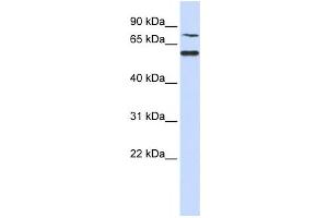 Western Blotting (WB) image for anti-POC1 Centriolar Protein Homolog B (POC1B) antibody (ABIN2459940) (POC1B Antikörper)