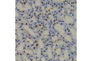 Immunohistochemistry (IHC) image for anti-Glyceraldehyde-3-Phosphate Dehydrogenase (GAPDH) (AA 1-335) antibody (ABIN3020539) (GAPDH Antikörper  (AA 1-335))