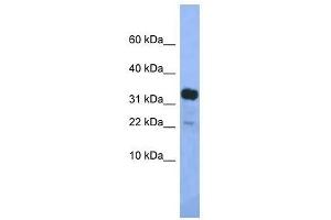 Western Blot showing Klhdc9 antibody used at a concentration of 1.