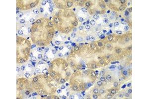 Immunohistochemistry of paraffin-embedded Mouse kidney using AMY1A Polyclonal Antibody at dilution of 1:100 (40x lens). (AMY1A Antikörper)