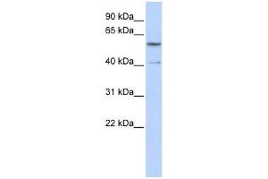 ZNF284 antibody used at 0. (ZNF284 Antikörper  (C-Term))