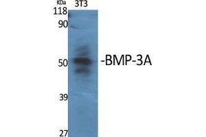 Western Blot (WB) analysis of specific cells using BMP-3A Polyclonal Antibody. (BMP3 Antikörper  (Internal Region))