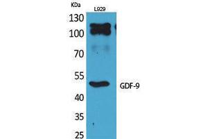 Western Blotting (WB) image for anti-Growth Differentiation Factor 9 (GDF9) (C-Term) antibody (ABIN3187820) (GDF9 Antikörper  (C-Term))