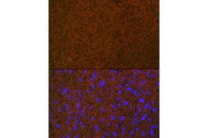 Immunofluorescence analysis of mouse liver using Coagulation Coagulation Protein C Rabbit mAb (ABIN7271333) at dilution of 1:100 (40x lens). (PROC Antikörper)