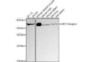 Western blot analysis of extracts of various cell lines, using (ABIN7268454) at 1:500 dilution. (MC5 Receptor Antikörper)