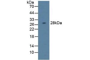 DAPP1 anticorps  (AA 1-280)