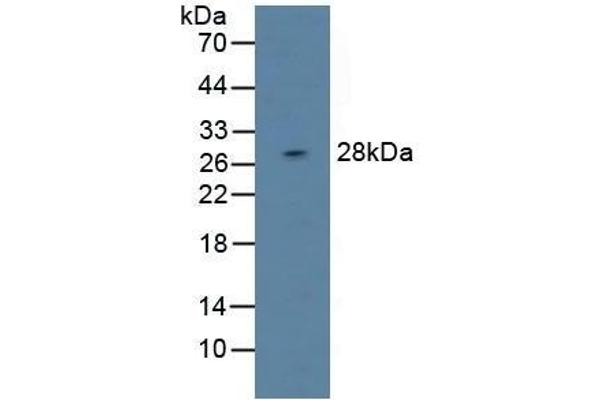 DAPP1 抗体  (AA 1-280)