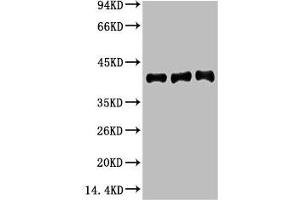 Western blot analysis of 1) Hela, 2) Mouse Brain tissue, 3) Rat Brain tissue, diluted at 1:20000. (Actin Antikörper)