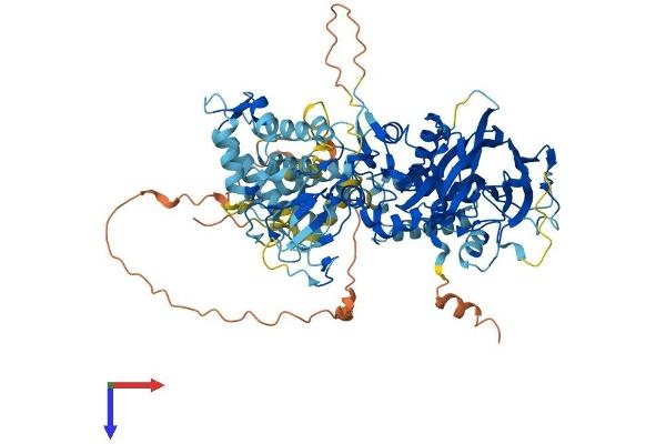 DGKG Protein (AA 1-788) (His tag)