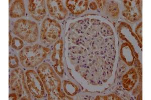 IHC image of ABIN7127803 diluted at 1:100 and staining in paraffin-embedded human kidney tissue performed on a Leica BondTM system.