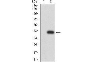 Western blot analysis using DOC2 mAb against HEK293 (1) and DOC2 (AA: 652-749)-hIgGFc transfected HEK293 (2) cell lysate.