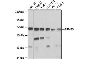 Western blot analysis of extracts of various cell lines, using PRMT5 antibody (ABIN3022065, ABIN3022066, ABIN3022067 and ABIN6218592) at 1:1000 dilution. (PRMT5 Antikörper  (AA 40-140))