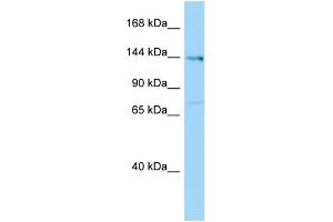 Host:  Rabbit  Target Name:  Plekha6  Sample Type:  Rat Testis lysates  Antibody Dilution:  1. (PLEKHA6 Antikörper  (Middle Region))