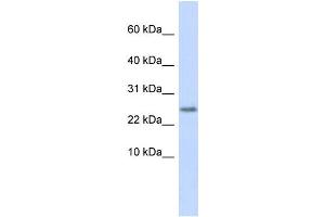 WB Suggested Anti-CST9 Antibody Titration:  0. (CST9 Antikörper  (Middle Region))