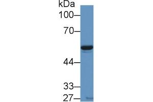 Western Blot; Sample: Porcine Heart lysate; Primary Ab: 1µg/ml Rabbit Anti-Human VF Antibody Second Ab: 0. (NAMPT Antikörper  (AA 1-491))