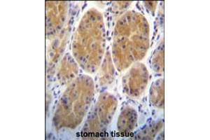AARS2 Antibody immunohistochemistry analysis in formalin fixed and paraffin embedded human stomach tissue followed by peroxidase conjugation of the secondary antibody and DAB staining. (AARS2 Antikörper  (AA 366-394))