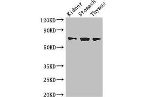 Western Blot Positive WB detected in: Mouse kidney tissue, Mouse stomach tissue, Mouse thymus tissue All lanes: COL4A3BP antibody at 3.