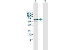 Western Blot analysis of CYP2J2 expression in transfected 293T cell line by CYP2J2 MaxPab polyclonal antibody. (CYP2J2 Antikörper  (AA 1-502))