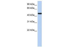 NR2F1 antibody used at 1 ug/ml to detect target protein.
