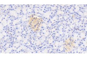Detection of GNaZ in Human Pancreas Tissue using Polyclonal Antibody to G Protein Alpha Z (GNaZ) (GNaZ Antikörper  (AA 2-219))