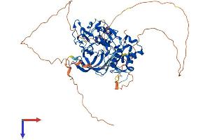 PHF1 Protein (AA 1-559) (His tag)