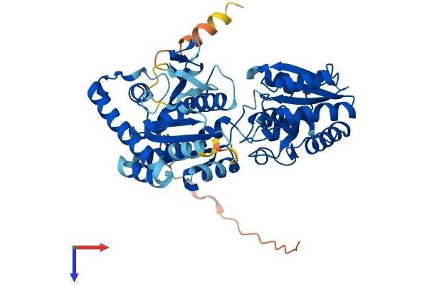 PIGA Protein (AA 1-485) (His tag)