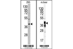 Western blot analysis of anti-AKR7A2 antibody in 293 cell line lysates (35ug/lane) Western blot analysis of anti-AKR7A2 Antibody in mouse liver tissue lysates (35ug/lane). (AKR7A2 Antikörper  (N-Term))