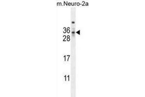 Western Blotting (WB) image for anti-MAF1 Homolog (MAF1) antibody (ABIN2995566) (MAF1 Antikörper)