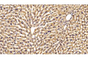 Immunohistochemistry (IHC) image for anti-Diazepam Binding Inhibitor (DBI) (AA 1-104) antibody (ABIN7435562)
