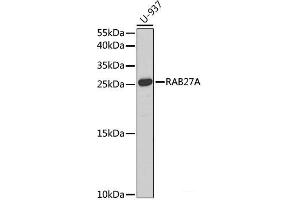Western blot analysis of extracts of U-937 cells using RAB27A Polyclonal Antibody at dilution of 1:1000. (RAB27A Antikörper)