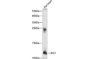 Western blot analysis of extracts of rat heart, using IFI27 antibody (ABIN6133763, ABIN6142164, ABIN6142165 and ABIN6218449) at 1:1000 dilution. (IFI27 Antikörper  (AA 1-100))