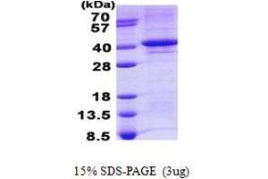 Image no. 1 for Tyrosyl-DNA Phosphodiesterase 1 (TDP1) protein (His tag) (ABIN1098766) (TDP1 Protein (His tag))