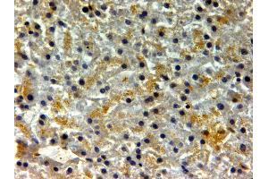 ABIN334401 (2µg/ml) staining of paraffin embedded Human Liver. (FTH1 Antikörper  (C-Term))