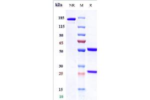 Anti-GPC3 / Glypican-3 Reference Antibody (codrituzumab) on SDS-PAGE under reducing (R) condition. (Rekombinanter GPC3 (Codrituzumab Biosimilar) Antikörper)