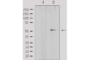 Western Blotting (WB) image for anti-Adrenoceptor alpha 1A (ADRA1A) (Internal Region) antibody (ABIN6259548)