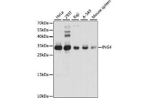 Western blot analysis of extracts of various cell lines, using ING4 antibody. (ING4 Antikörper)