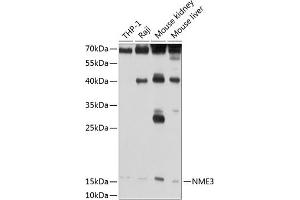 Western blot analysis of extracts of various cell lines, using NME3 antibody (ABIN3016659, ABIN3016660, ABIN3016661 and ABIN6219806) at 1:1000 dilution. (NME3 Antikörper  (AA 20-169))