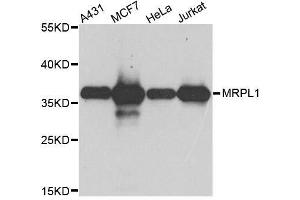 Western blot analysis of extracts of various cell lines, using MRPL1 antibody.