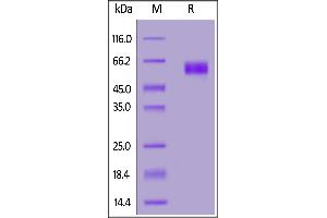 Biotinylated Human SIRP alphaV2, His,Avitag on  under reducing (R) condition.