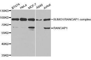 Western Blotting (WB) image for anti-Ran GTPase Activating Protein 1 (RANGAP1) antibody (ABIN1876569) (RANGAP1 Antikörper)