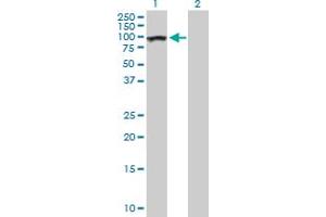 Western Blot analysis of AHI1 expression in transfected 293T cell line by AHI1 MaxPab polyclonal antibody. (AHI1 Antikörper  (AA 1-609))