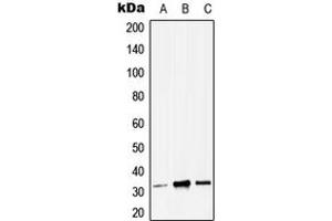 Western blot analysis of ZMAT3 expression in HEK293T (A), Raw264. (ZMAT3 Antikörper  (C-Term))