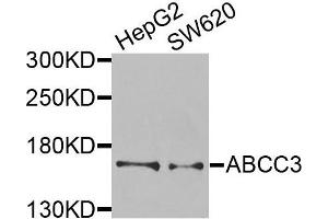 Western blot analysis of extracts of various cells, using ABCC3 antibody. (ABCC3 Antikörper)