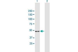 Western Blot analysis of NADK expression in transfected 293T cell line by NADK MaxPab polyclonal antibody. (NADK Antikörper  (AA 1-446))