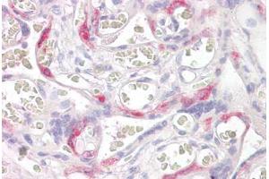 Anti-PHLDA2 antibody IHC staining of human placenta. (PHLDA2 Antikörper  (AA 139-152))