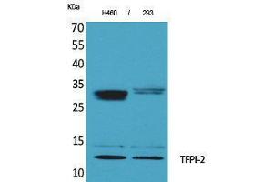 Western Blotting (WB) image for anti-Tissue Factor Pathway Inhibitor 2 (TFPI2) (C-Term) antibody (ABIN3178190) (TFPI2 Antikörper  (C-Term))