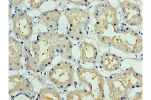 Immunohistochemistry of paraffin-embedded human kidney tissue using ABIN7149509 at dilution of 1:100 (DCUN1D1 Antikörper  (AA 1-259))
