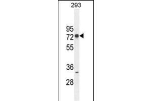 ZNF780A Antibody (N-term) (ABIN654493 and ABIN2844225) western blot analysis in 293 cell line lysates (35 μg/lane). (ZNF780A Antikörper  (N-Term))